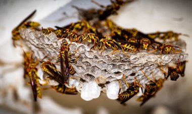 What to Expect from wasp nest removal in London?